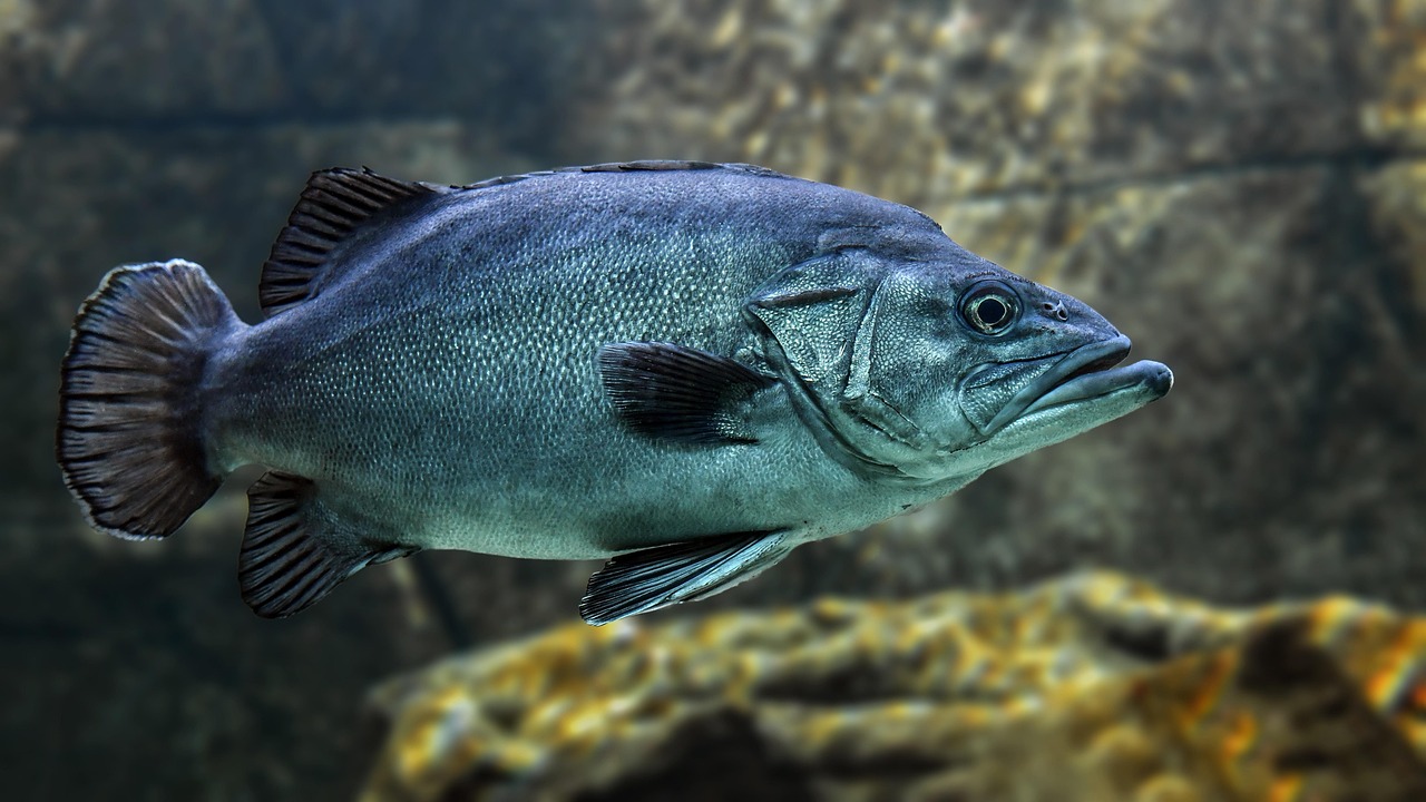 Close-up of marine life